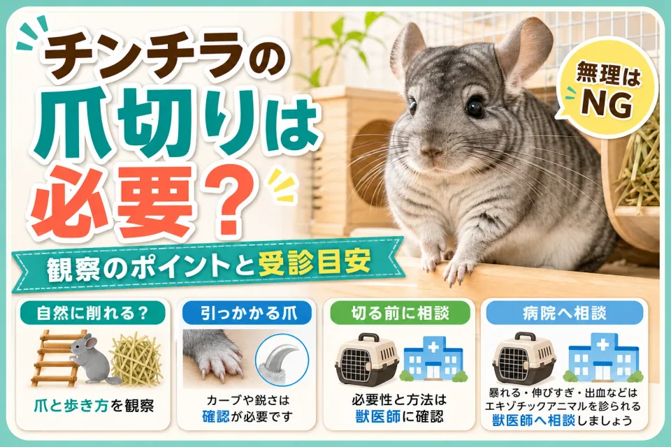 チンチラの爪切りは必要？爪・足の観察と受診の目安