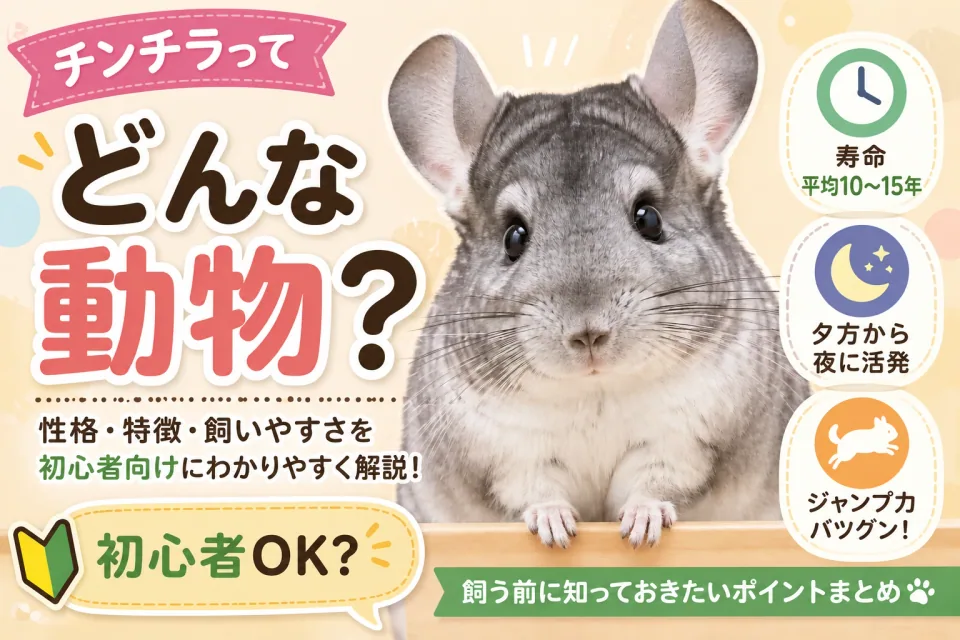 チンチラってどんな動物？