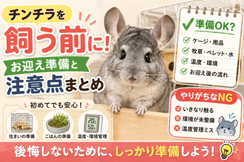 チンチラのお迎え準備｜飼う前の確認と迎えた後の注意点