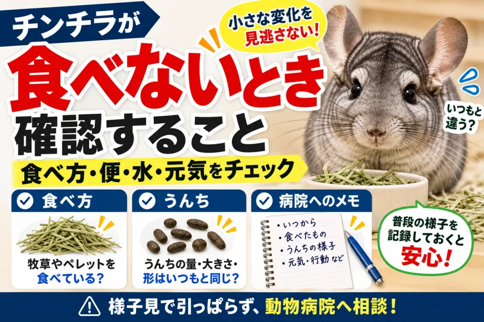 チンチラが食べないときに確認することと受診の準備