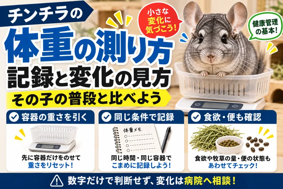 チンチラの体重測定と健康記録