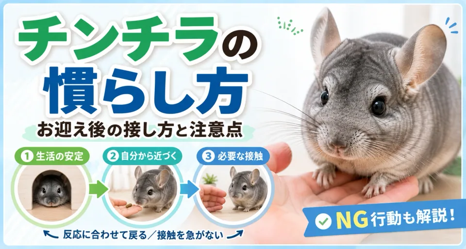 チンチラの慣らし方｜お迎え後の接し方と注意点
