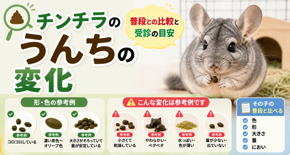 チンチラのうんちの変化｜普段との比較と受診の目安