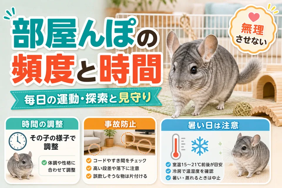 チンチラの部屋んぽの頻度と時間｜事故を防ぐ準備と注意点